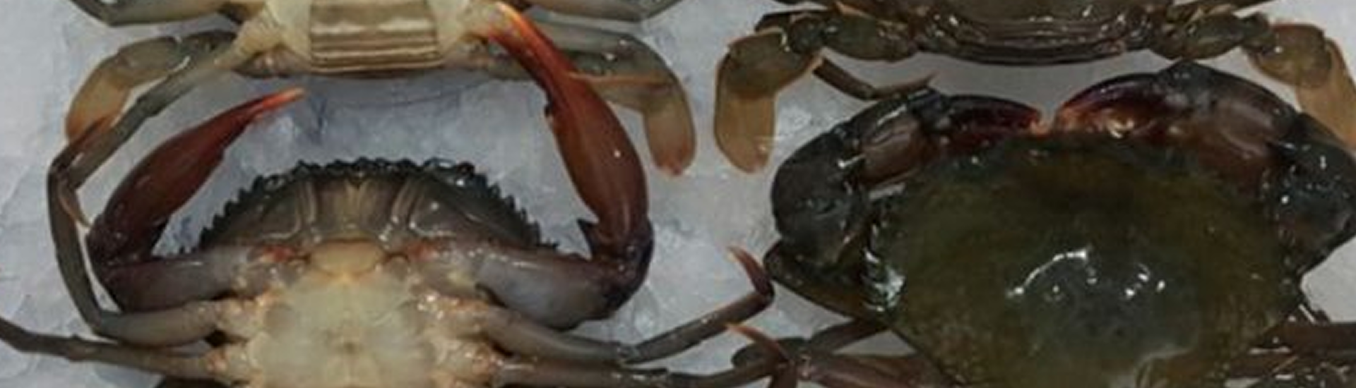 Soft-Shell Crab
