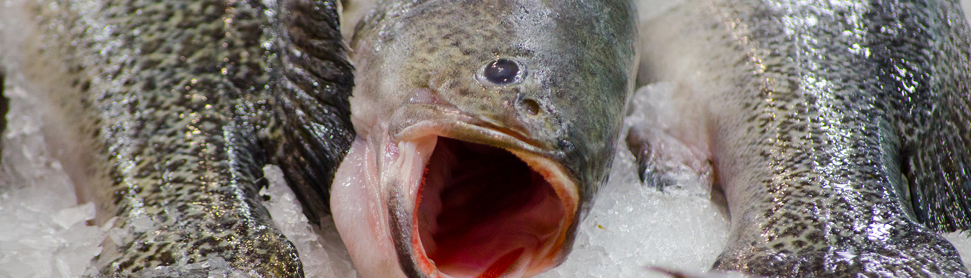 Fish